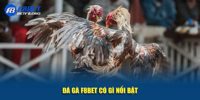 Những điểm nổi bật khiến đá gà F8bet hút người chơi