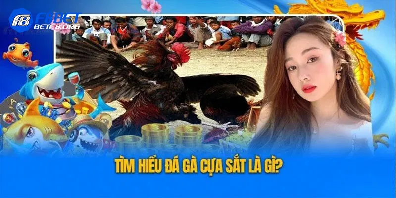 Giới thiệu hình thức đá gà cựa sắt cực hot